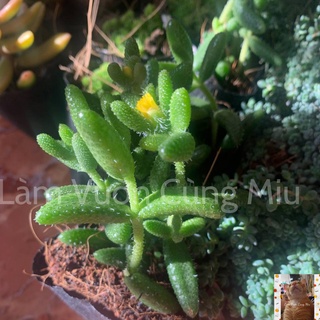 Sen Đá Mặt Nạ 😷😷😷 - Size Bầu