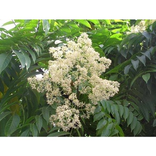 Hạt giống cây xoan đào