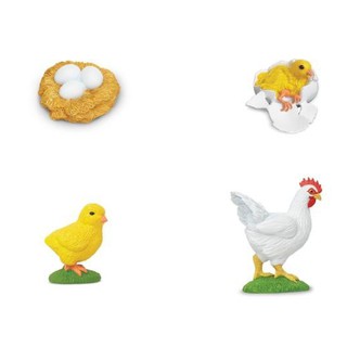 Mô hình Vòng đời của Gà