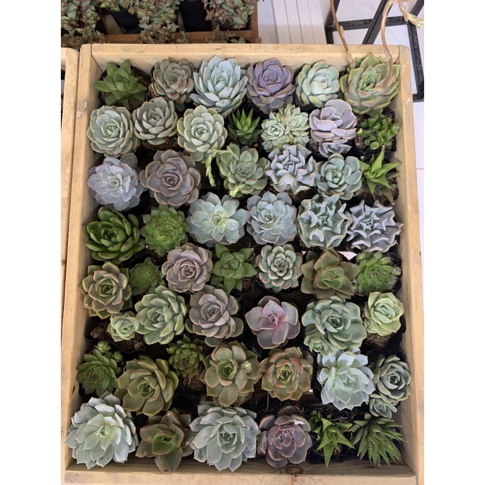 SEN ĐÁ SIZE BẦU, SEN BẦU - ĐA DẠNG, NHIỀU MÀU - THUẦN KHÍ HẬU NÓNG