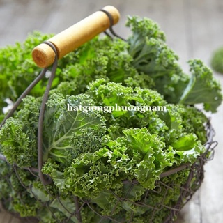 5gr - hạt giống cải xoăn kale