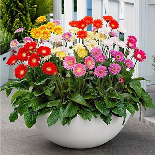 Hạt giống hoa đồng tiền mix màu