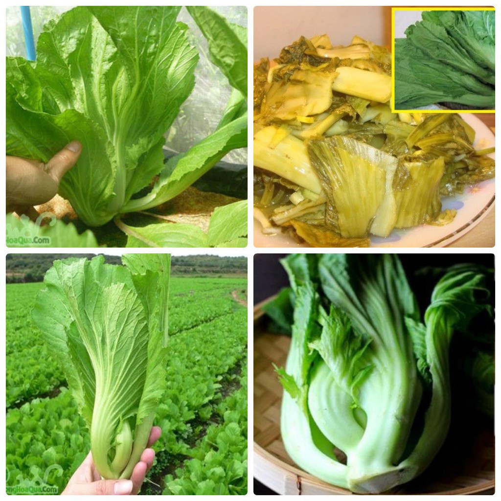 Hạt giống Cải Tòa Sại Thái Lan  - Cải bẹ dưa