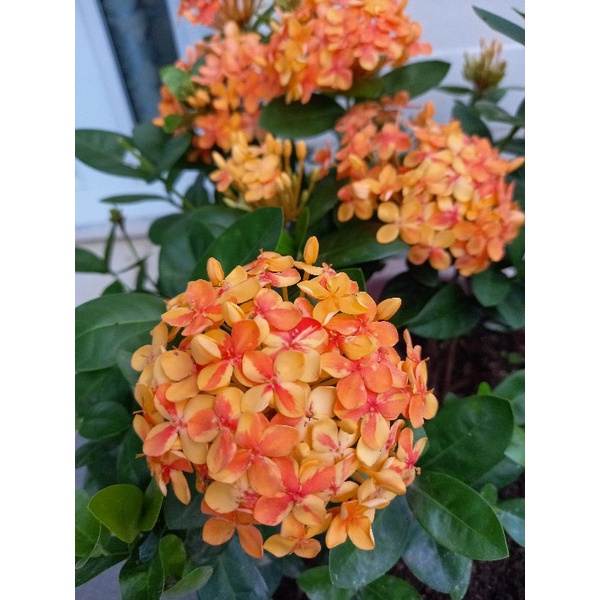 mẫu đơn 1 cốt siêu hoa