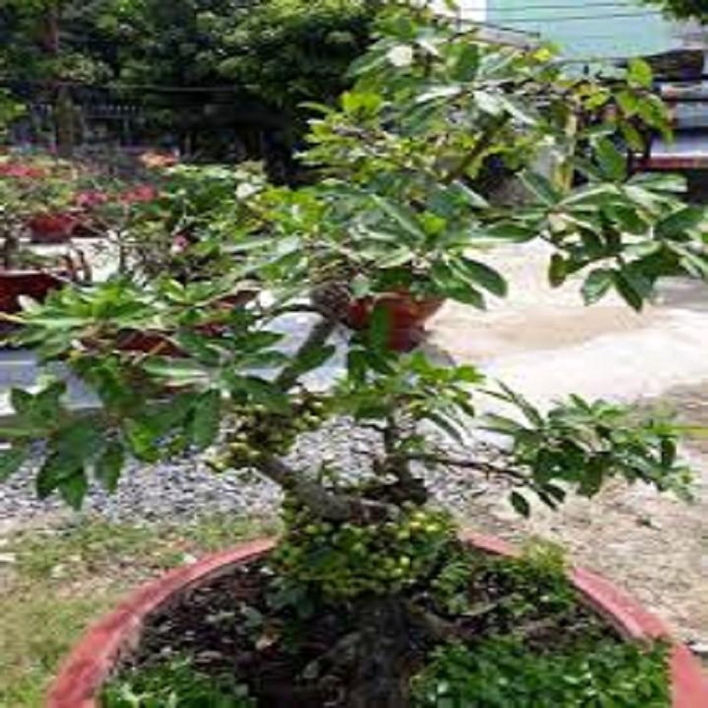 26.09 CHẬU CÂY SUNG CẢNH, CÂY ĐÃ CÓ QUẢ GỬI ĐI NGUYÊN CHẬU