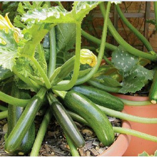 Hạt giống bí ngòi xanh quả dài 2gram ( 15 đên 10 hạt )- Kèm 3 viên nén ươm hạt