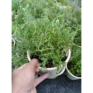 Cây (Thyme) cỏ xạ hương🪴🪴🪴