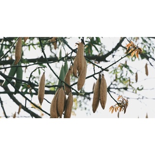 Hạt giống cây bông gòn 100gram/gói ( CHHG )