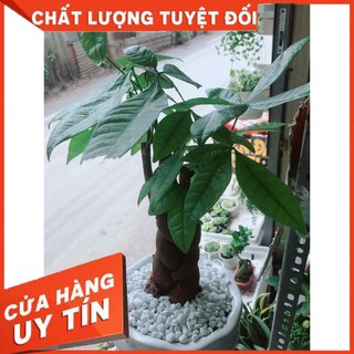 Chậu kim ngân thắt bím 3 thân lớn Nhiều Người Mua