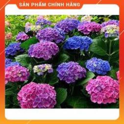 HẠT GIỐNG HOA CẨM TÚ CẦU NHIỀU MÀU GÓI 10 HẠT