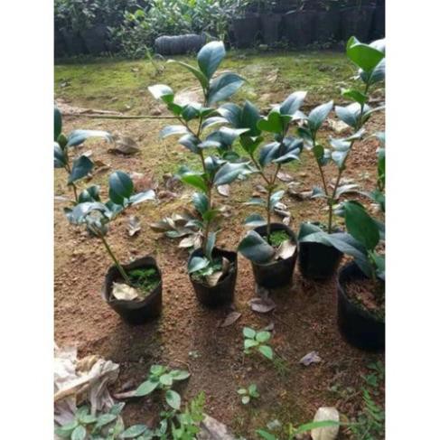 Cây Giống Trà My Nhiều Màu