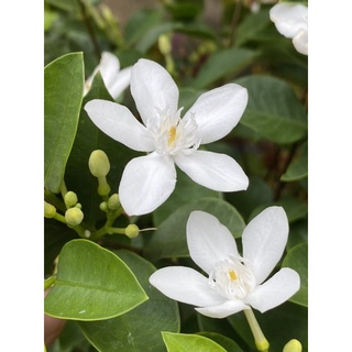 Cây mai chỉ thiên