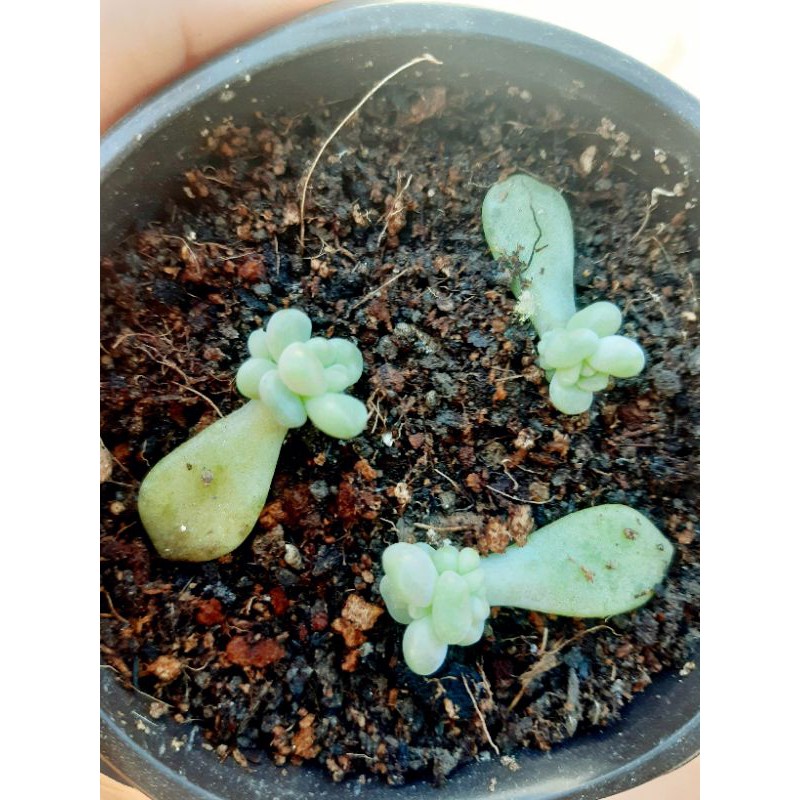🎆🎆🎆Combo 20 lá sen đá ươm mầm mix loại