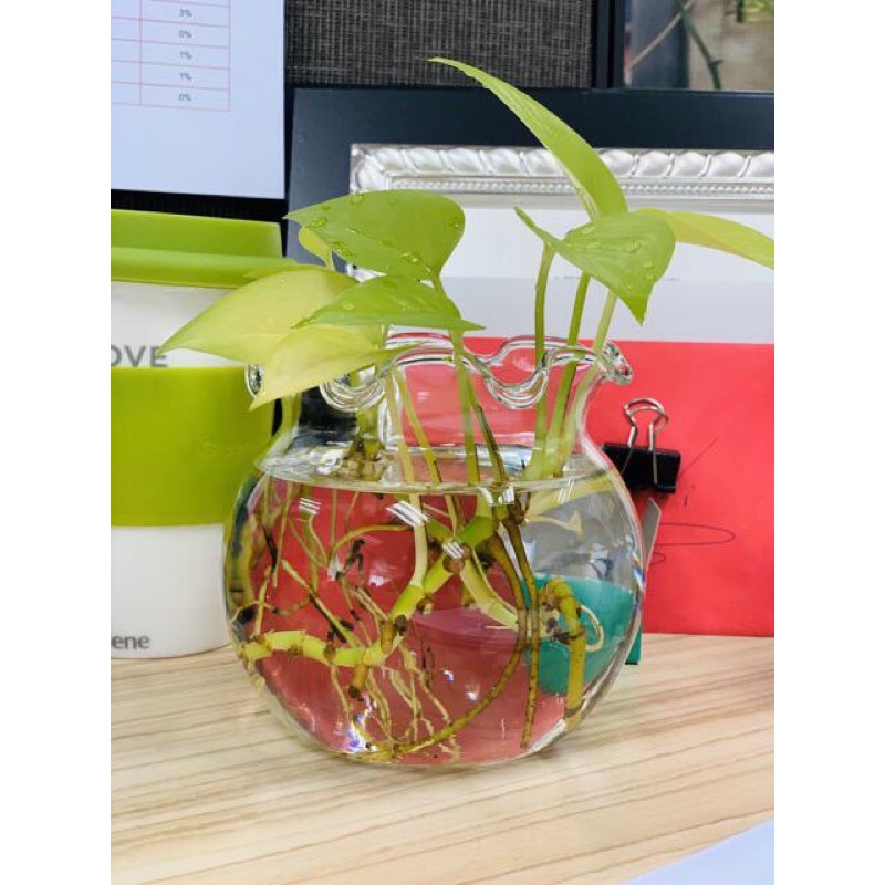 Bìn thủy tinh nuôi cá để bàn, chậu cá thủy tinh mini, bình thủy tinh trông cây thủy sinh