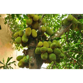  Cây Giống Mít Dai