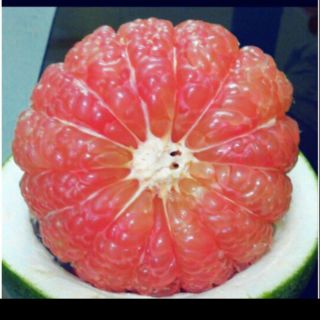 Cây bưởi da xanh ruột đỏ. Tặng túi phân