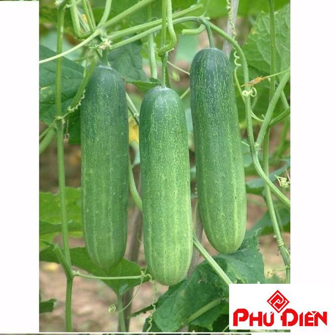 30 hạt giống dưa chuột chịu nhiệt  PHÚ ĐIỀN