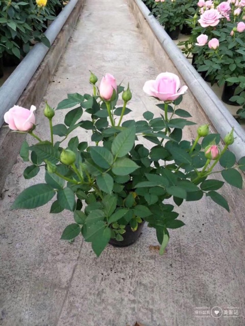 Hoa hồng siêu nụ abida, hàng sẵn hoa - hoa đẹp