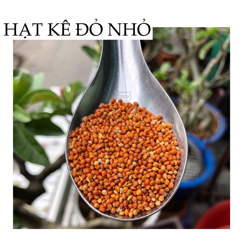 500g Hạt Kê Đỏ( nhỏ) cho Yến Phụng, Vẹt..