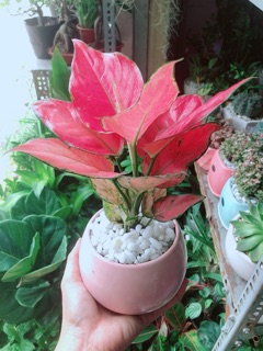 Chậu Vạn Lộc Hồng