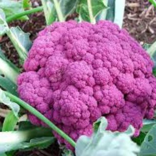 Hạt giống súp lơ tím gói 20 hạt (TẶNG gói kích thích hỗ trợ hạt nảy mầm)