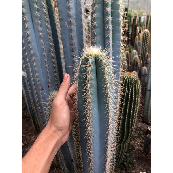 Cây xương rồng trụ Pilosocereus pachycladus size 40_50cm