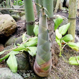 CÂY GIỐNG MĂNG TRE BÁT ĐỘ, CAM KẾT GIỐNG CHUẨN F1