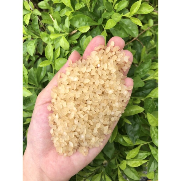 Gạo Khẩu hang Tú Lệ-1kg (Đặc sản Yên Bái)