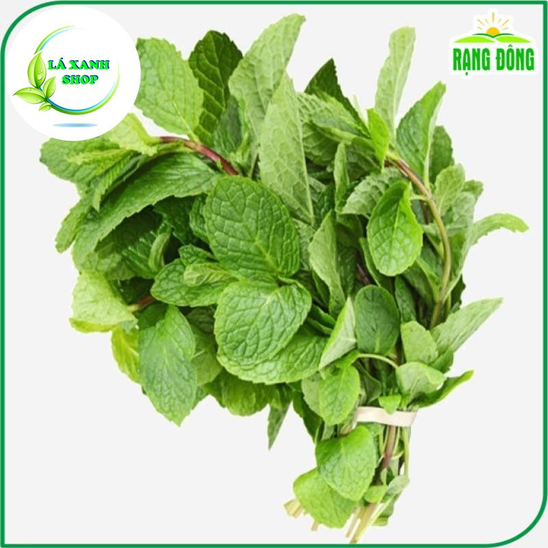 Hạt giống Húng Lủi ( Bạc Hà Âu ) Trồng Quanh Năm, Cây Cho Thu Hoạch Nhiều Lần (gói 0,2 gram) - Hạt Giống Rạng Đông