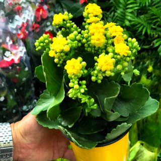 Chậu sống đời hoa vàng cánh kép