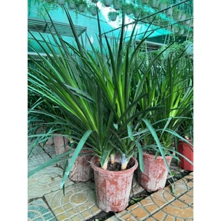 Phát tài núi chậu 3 cây