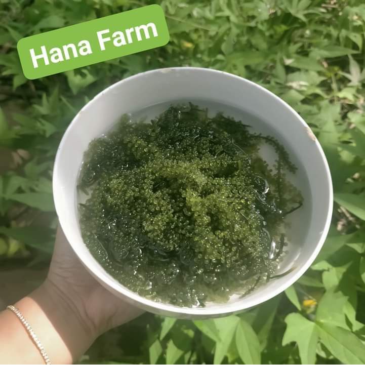 Combo 20 - 30 gói rong nho tách nước 100g nở 300g giá rẻ Shop Hana Farm