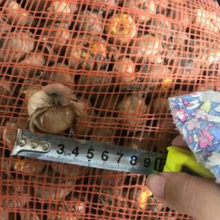 Củ hoa lay ơn trồng Tết size to
