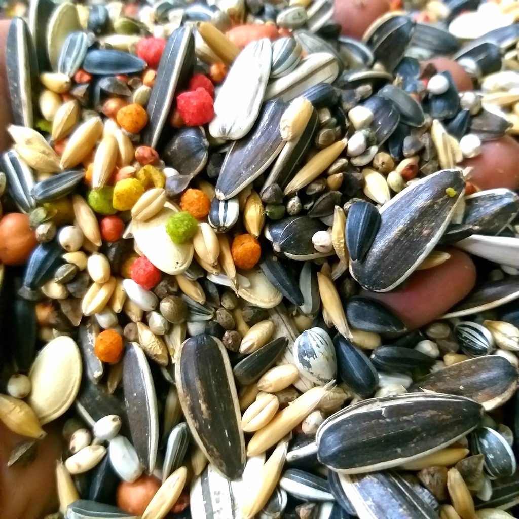 HẠT TRỘN CHO VẸT SUN, XÍCH, XÁM CHÂU PHI...gói 1kg