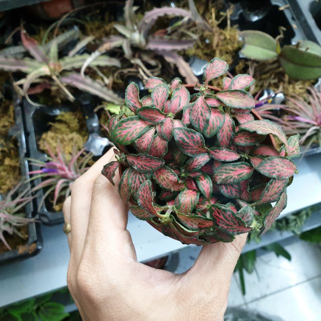 Cẩm nhung đỏ