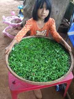 Muối cá lá é đặc sản Gia Lai