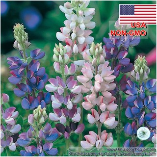 200.HẠT Hạt Giống Hoa Đậu Lupin Chịu Nhiệt Lùn Mix (| -KD: B15*V44)