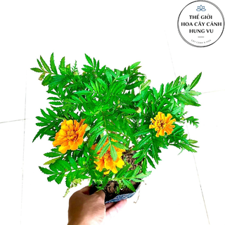 Cây hoa cúc mặt trời nhật bản đang hoa .