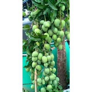 Giống cây xoài ghép 1 năm có trái trồng chậu siêu quả