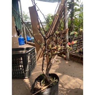 Cây Hoa Mai Đỏ Lớn Siêu Đẹp