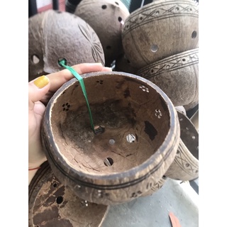 Gáo dừa treo lan