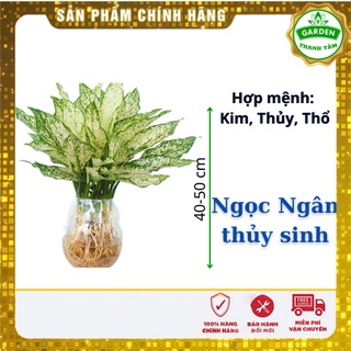 Cây Phong thủy Ngọc Ngân thuỷ sinh - Tặng kèm sỏi trắng