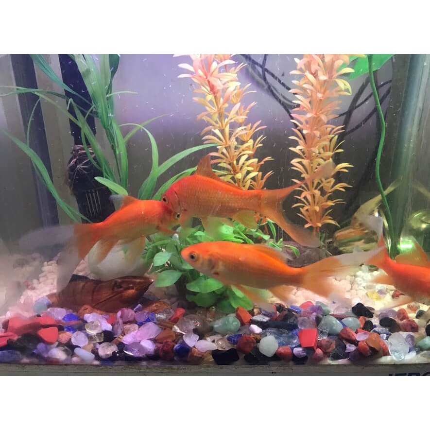 Đá Vụn Bóng Tự Nhiên - Đá Thanh Tẩy - Trang Trí Thả Bể Cá, Rải Chậu Cây Cảnh - 100 gram