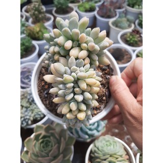 SEN ĐÁ GIỌT LỆ🌵SIZE10CM🌵SIZE TRUNG 🌵SEN ĐÀ LAT🌵THUẤN SỨ NÓNG🌵FREESHIP🌵1 ĐỔI 1