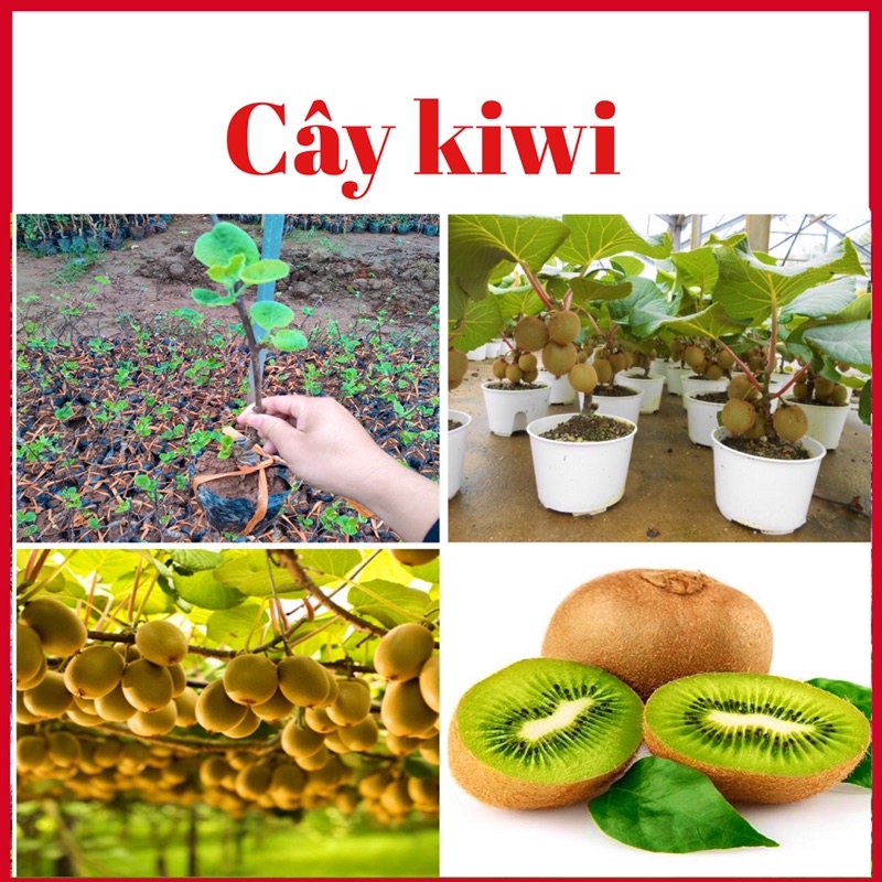 Cây kiwi leo ruột vàng hoặc xanh