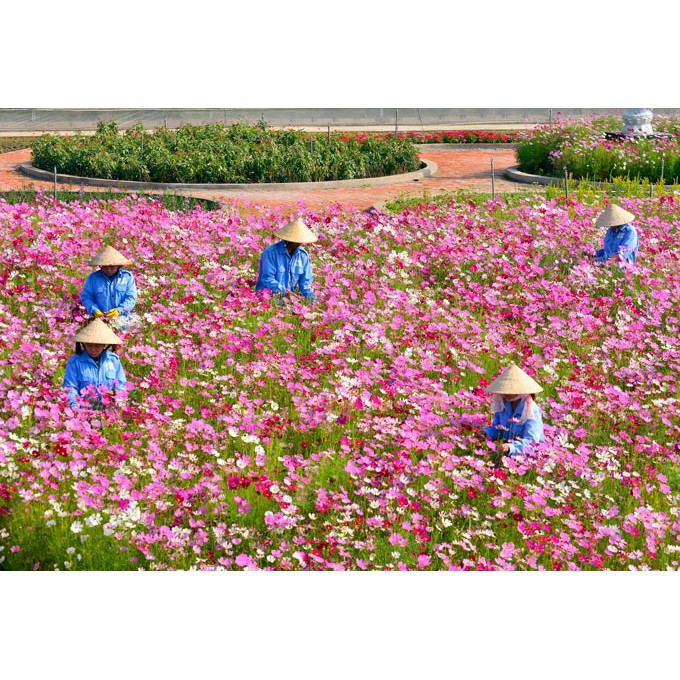Hạt Giống Hoa Sao Nhái Mix Đủ Màu