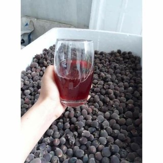 cây giống sim rừng