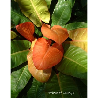 cây giống Philodendron orange princess
