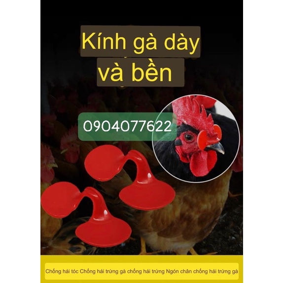 Kính gà - KÍNH CHO GÀ TRE CHIM TRĨ