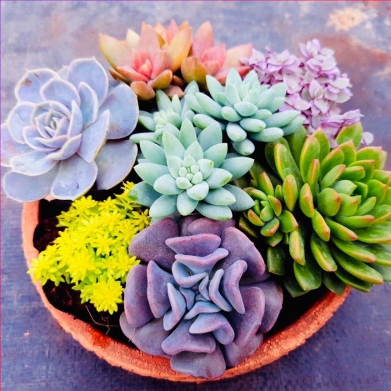 5 mầm sen đá SONDA GARDEN random 5 loại, xuất xứ Đà Lạt, khoẻ đẹp, lỗi 1 đổi 1